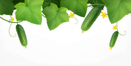 Cucumbers Plant Realistic Compositionのイラスト素材