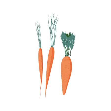 Carrots Flat Illustrationのイラスト素材