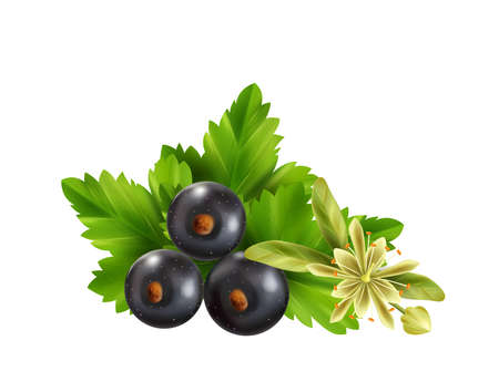 Herbal Tea Ingredientsのイラスト素材