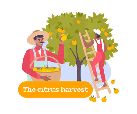 Citrus Harvest Compositionのイラスト素材