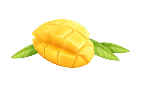 Mango Realistic Illustrationのイラスト素材