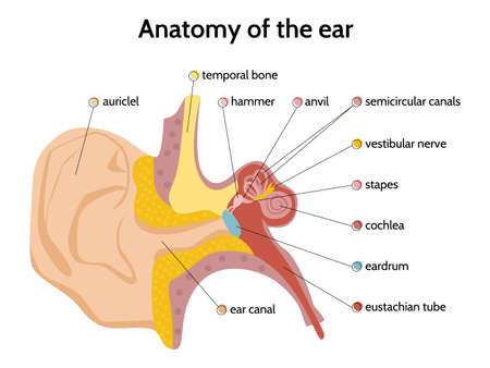 Ear Anatomy Flat Infographicsのイラスト素材