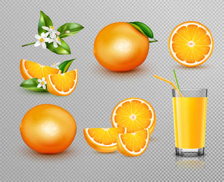 Oranges Realistic Setのイラスト素材