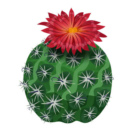 Parodia Craft Cactus Compositionのイラスト素材