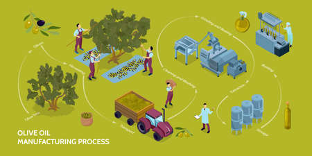 Olive Oil Production Infographicsのイラスト素材