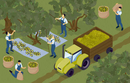 Olive Gathering Isometric Compositionのイラスト素材