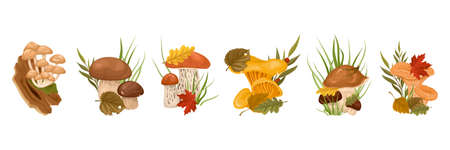 Forest Mushrooms With Leaves Cartoon Setのイラスト素材