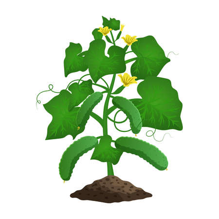 Cucumber Plant Organic Compositionのイラスト素材