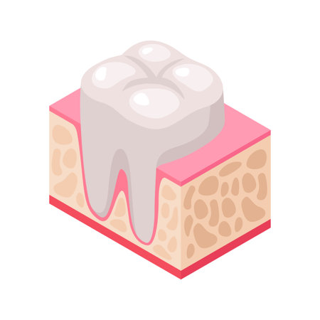 Tooth In Gum Compositionのイラスト素材