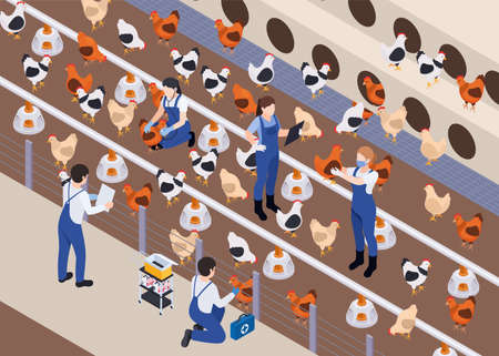 Poultry Vets Isometric Compositionのイラスト素材