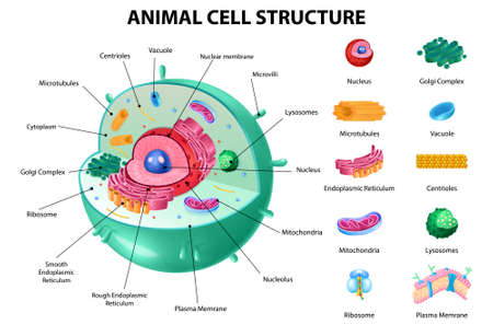Animal Cell Anatomyのイラスト素材