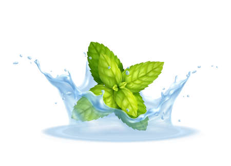 Mint In Splashesのイラスト素材