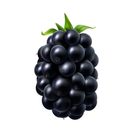 Realistic Blackberry Illustrationのイラスト素材