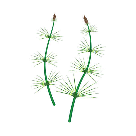 Prehistoric Plant Illustrationのイラスト素材