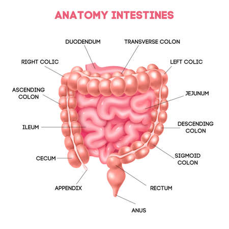 Human Colon Diagramのイラスト素材