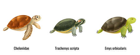 Realistic Sea Turtles