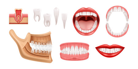 Jaws Teeth Realistic Setのイラスト素材