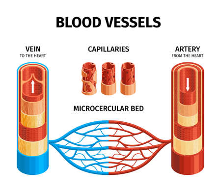 Blood Vessels Anatomy Infographics Scheme