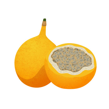 Colombian Passion Fruit Compositionのイラスト素材