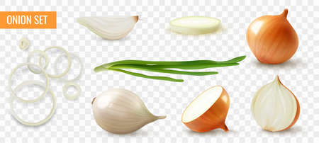 Realistic Onion Setのイラスト素材