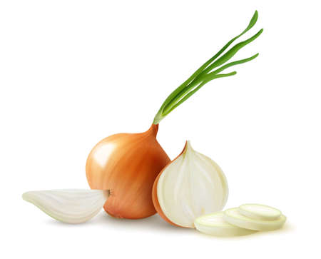 Realistic Onion Compositionのイラスト素材