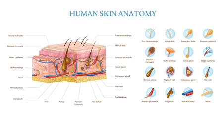 Skin Anatomy Infographicsのイラスト素材