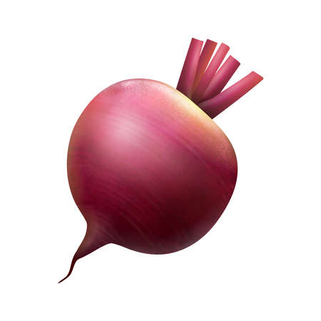 Realistic Beet Illustration
