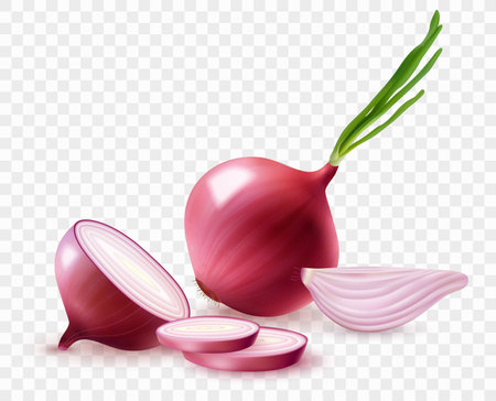 Red Onion Compositionのイラスト素材