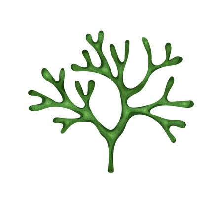 Flat Seaweed Illustrationのイラスト素材