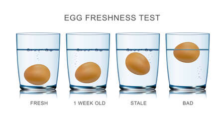 Egg Freshness Test Infographicsのイラスト素材