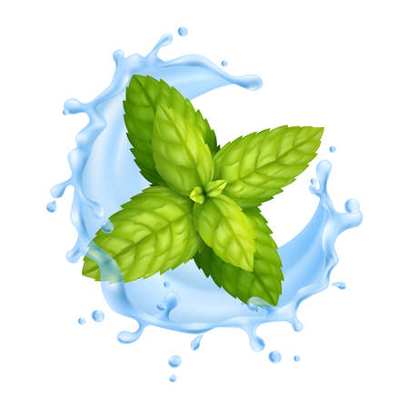 Water Mint Realistic Compositionのイラスト素材