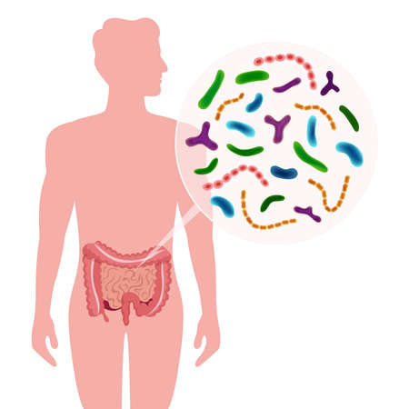 Probiotics Human Intestine Compositionのイラスト素材