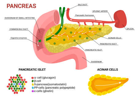 Pancreas Flat Infographic Compositionのイラスト素材