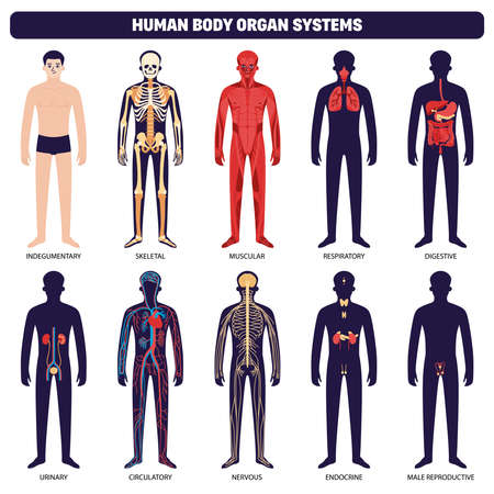 Human Body Organ Systems Icon Setのイラスト素材