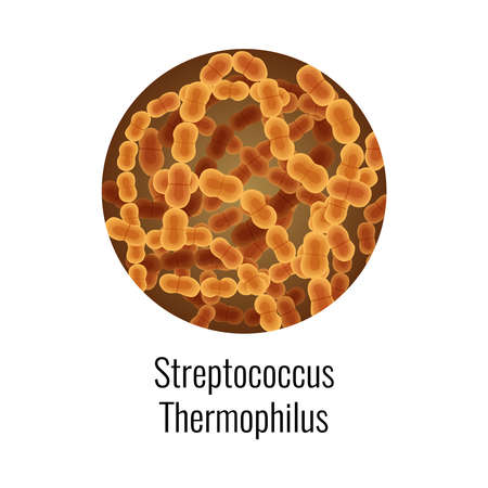 Streptococcus Bacteria Round Composition