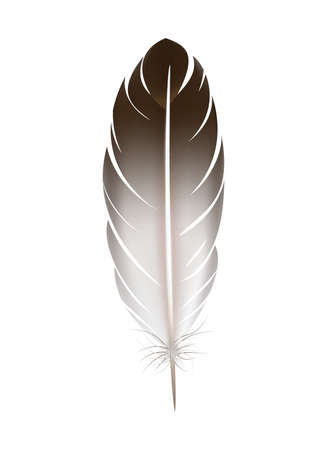 Black White Feather Compositionのイラスト素材