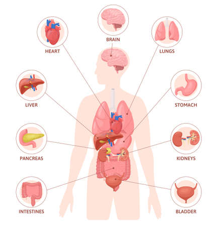 Human Organs Round Infographicsのイラスト素材