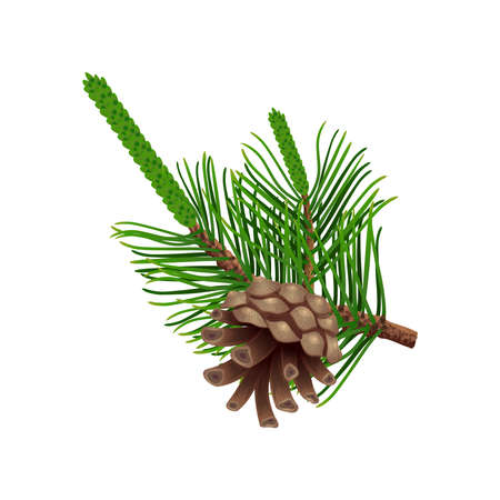 Cone Needles Conifer Compositionのイラスト素材