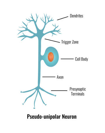 Pseudo Unipolar Neuron Compositionのイラスト素材