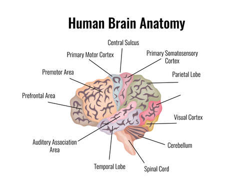 Human Brain Anatomy Compositionのイラスト素材
