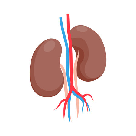 Kidneys Isometric Illustrationのイラスト素材