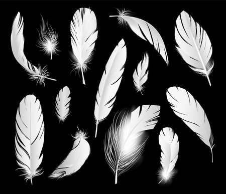 Realistic Pure Feathers Setのイラスト素材