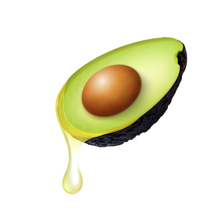 Avocado Realistic Illustrationのイラスト素材