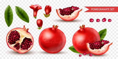 Realistic Pomegranate Setのイラスト素材