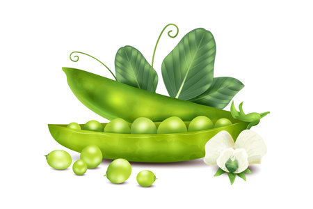Realistic Peas Conceptのイラスト素材