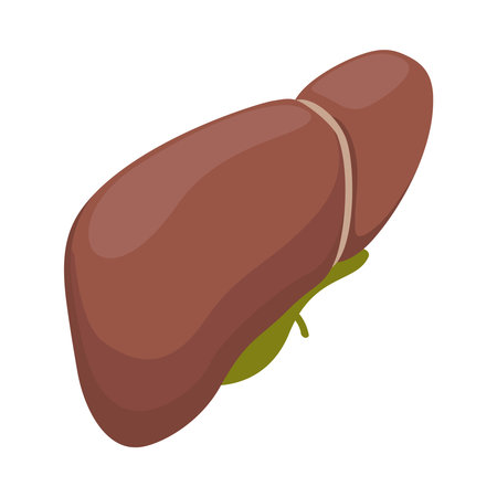 Isometric healthy human liver on white background 3d vector illustrationのイラスト素材