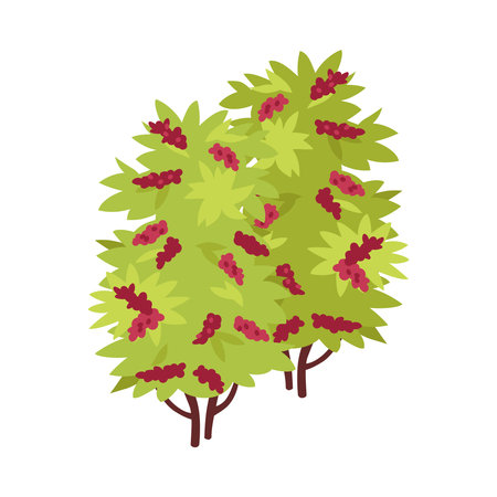 Isometric Coffee Shrubのイラスト素材