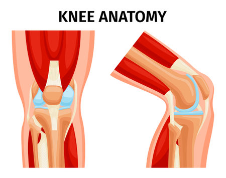 Knee Anatomy Setのイラスト素材