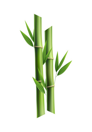 Realistic Bamboo Illustrationのイラスト素材