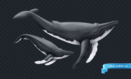 Realistic Whale On Transparent Backgroundのイラスト素材